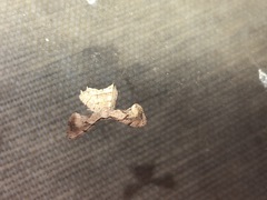 Epiplema quadristrigata