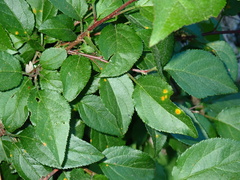 Puccinia coronata