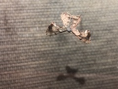 Epiplema quadristrigata