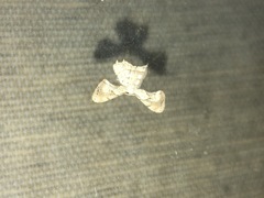 Epiplema quadristrigata