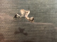 Epiplema quadristrigata