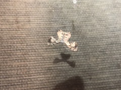 Epiplema quadristrigata