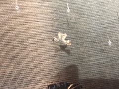 Epiplema quadristrigata