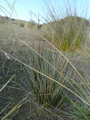 Juncus kraussii