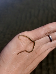 Phyllodocidae