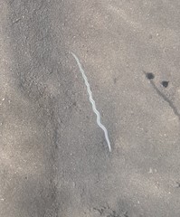 Phyllodocidae