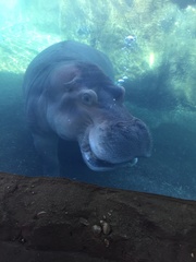 Hippopotamidae
