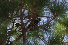 Dendrocopos major canariensis