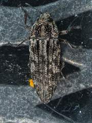 Polycesta elata