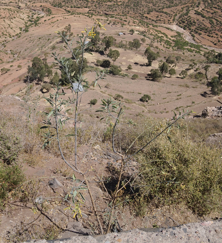 tree tobacco