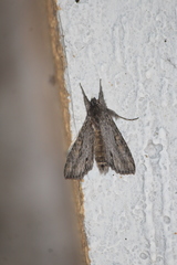 Melipotis acontioides