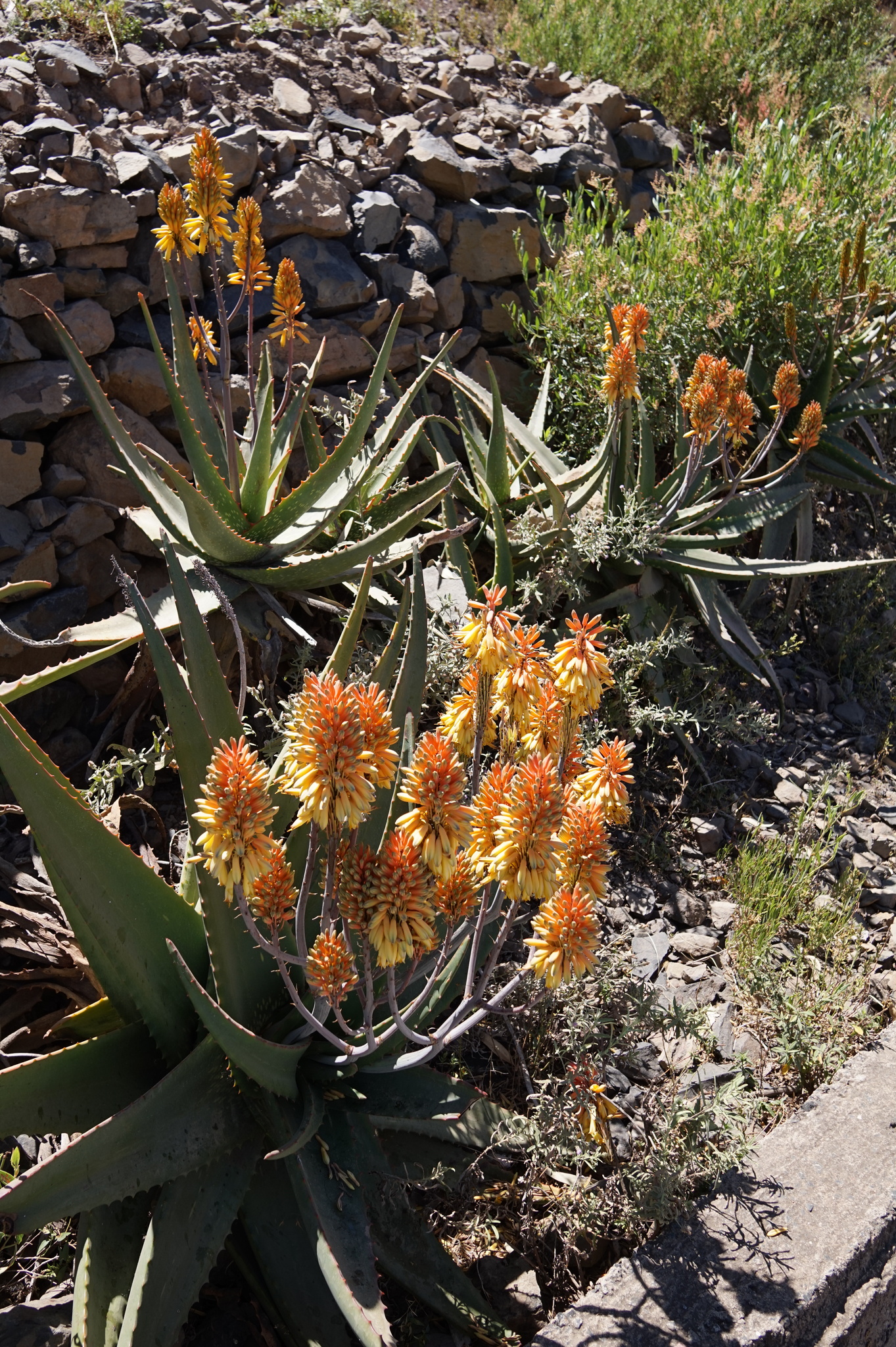 Camper's Aloe (Aloe camperi)  iNaturalist