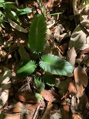 Calameae