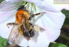 Bombus opulentus