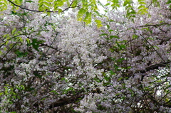 Podopterus mexicanus