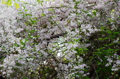 Podopterus mexicanus