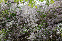 Podopterus mexicanus