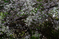 Podopterus mexicanus