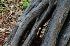 Cenostigma eriostachys