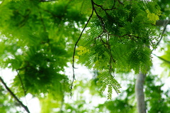 Cenostigma eriostachys