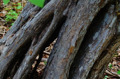 Cenostigma eriostachys