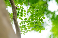 Libidibia sclerocarpa