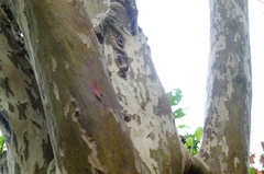 Libidibia sclerocarpa