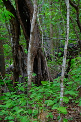 Cenostigma eriostachys