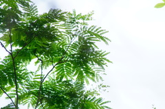 Cenostigma eriostachys