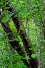 Cenostigma eriostachys