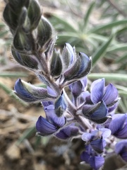 Lupinus argenteus palmeri
