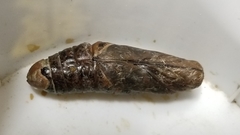 Daphnis nerii