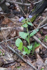 Pulmonaria saccharata