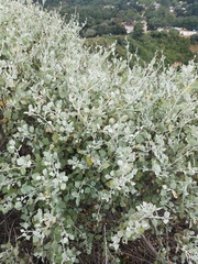 Malacothamnus gracilis