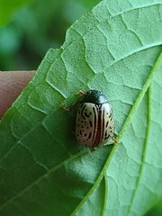 Calligrapha philadelphica