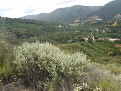 Malacothamnus gracilis