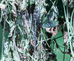 Aeshna canadensis