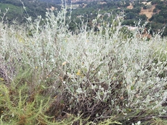 Malacothamnus gracilis