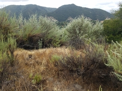 Malacothamnus gracilis