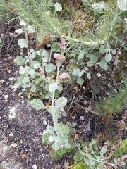 Malacothamnus gracilis