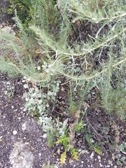 Malacothamnus gracilis