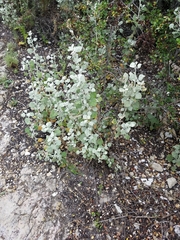 Malacothamnus gracilis