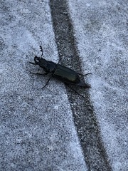 Platycerus