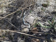 Masticophis bilineatus