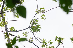 Cochlospermum vitifolium