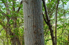 Cochlospermum vitifolium