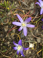 Brodiaea terrestris terrestris