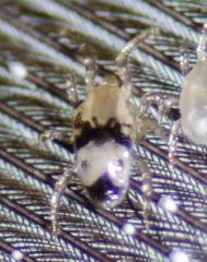 Ornithonyssus sylviarum