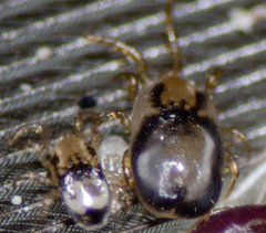 Ornithonyssus sylviarum