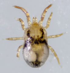 Ornithonyssus sylviarum